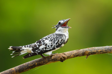 Pied Kingfisher (Ceryle rudis) is singing in nature