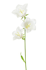 White campanula flower