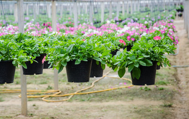flowers pot nursery .