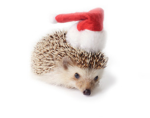 Hedgehog with red santa claus hat.