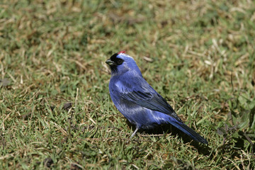 Diademed tanager, Stephanophorus diadematus