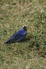 Diademed tanager, Stephanophorus diadematus