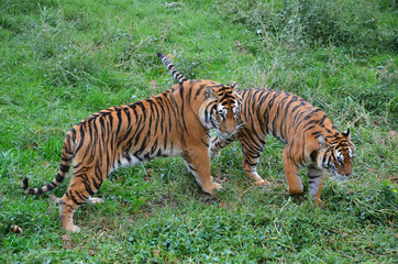 two going tiger