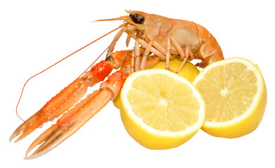 Langoustine Shellfish