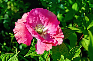 Poppy pink among foliage