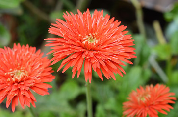 red gerbera flower on garden