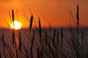 Gräser im Sonnenuntergang