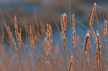 Gr&auml;ser im Gegenlicht