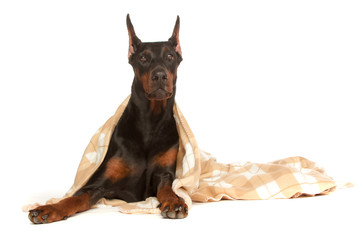 Fototapeta premium Very sick dog under a blanket, isolated on white