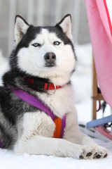 Сибирская Хаска