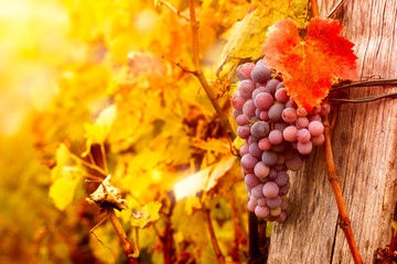 grape  on vine