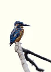 止まり木のカワセミ