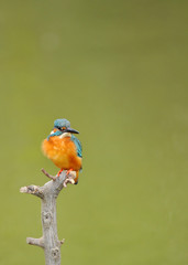 止まり木のカワセミ