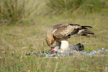 aguila comiendo