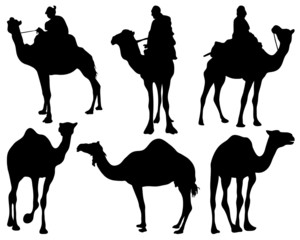 Black silhouettes of camels, vector