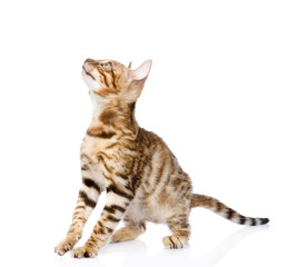 purebred Bengal cat looking up. isolated on white background
