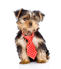 Yorkshire Terrier puppy with tie sitting in front. isolated 