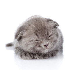 british shorthair kitten sleeping. isolated on white background