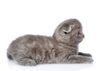 british shorthair kitten lying in profile. isolated on white 