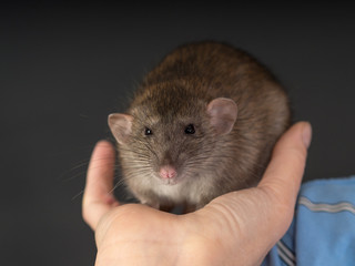 rat in human hand