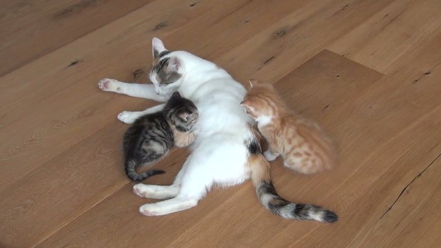 video katzenmama mit katzenbabys I