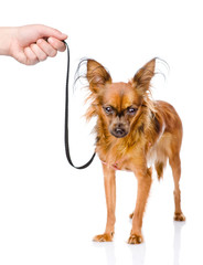 hand holding a Russian toy terrier puppy on a leash. isolated 