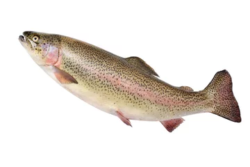 Peel and stick wall murals Fish Rainbow trout