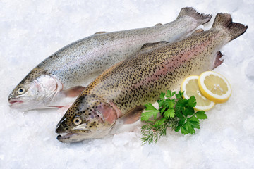 Rainbow trout  on ice