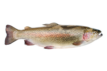 Naklejka premium Rainbow trout