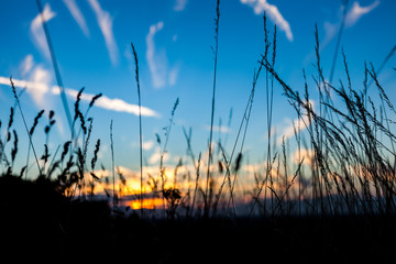 Sunset Through Tall Grass
