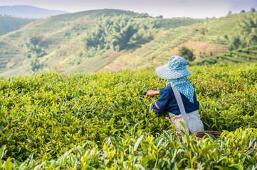 Gathering of tea of a grade of Puer