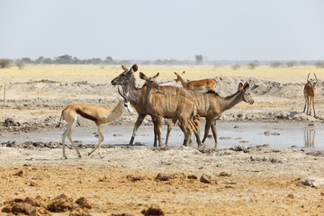 Fototapeta na wymiar Kudu i Springbok przy wodopoju