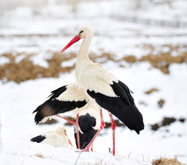 Beautiful storks at the park outdoors