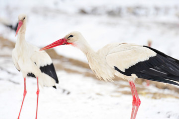 Beautiful stork at the park outdoors