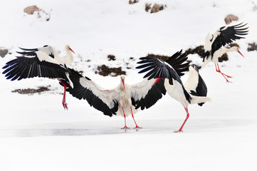 Beautiful storks at the park outdoors