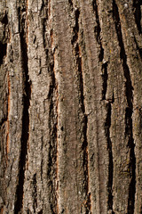 Bark detail