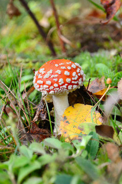 Red poisonous mushroom