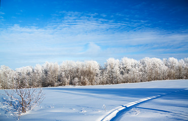 Fototapeta premium winter rural landscape