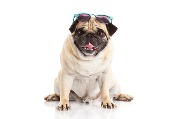 pug dog glasses isolated on white background
