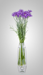 Cornflowers flowers in vase