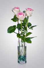 Fototapeta premium Pink Rose in glass vase