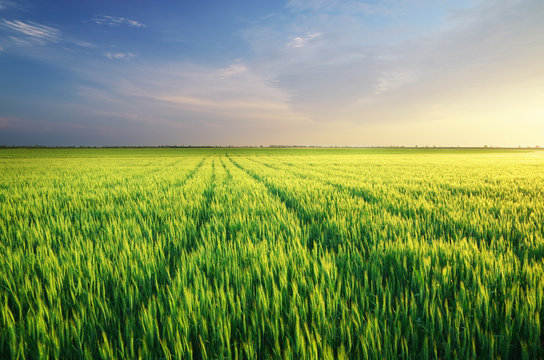 Meadow of wheat