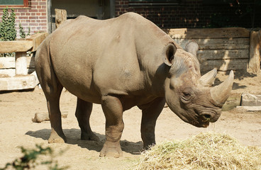 Fototapeta premium White Rhino