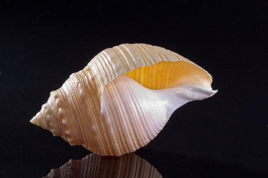 single seashell isolated on black background