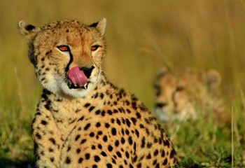 Naklejka na ściany i meble Serengeti Gepardy