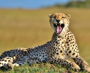 Serengeti Cheetah