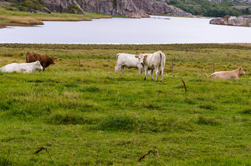 Fototapeta premium Cows looking at camera with ocean in the background