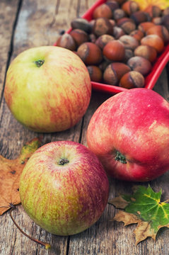 apple autumn harvest and fallen leaves