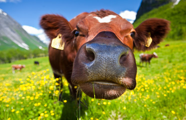 Norwegian cow © olaf_rogers