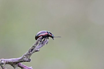 Regenbogen-Blattkäfer (Chrysolina cerealis) auf Schlehenzweig © Schmutzler-Schaub